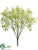 Baby's Breath Bush - Green Light - Pack of 24