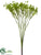 Gypsophila Bush - Green - Pack of 12