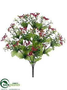 Baby's Breath Bush - Boysenberry - Pack of 12