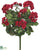 Geranium Bush - Red - Pack of 6