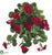 Geranium Hanging Bush - Red - Pack of 6