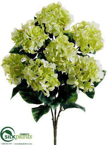 Hydrangea Bush - Green - Pack of 12
