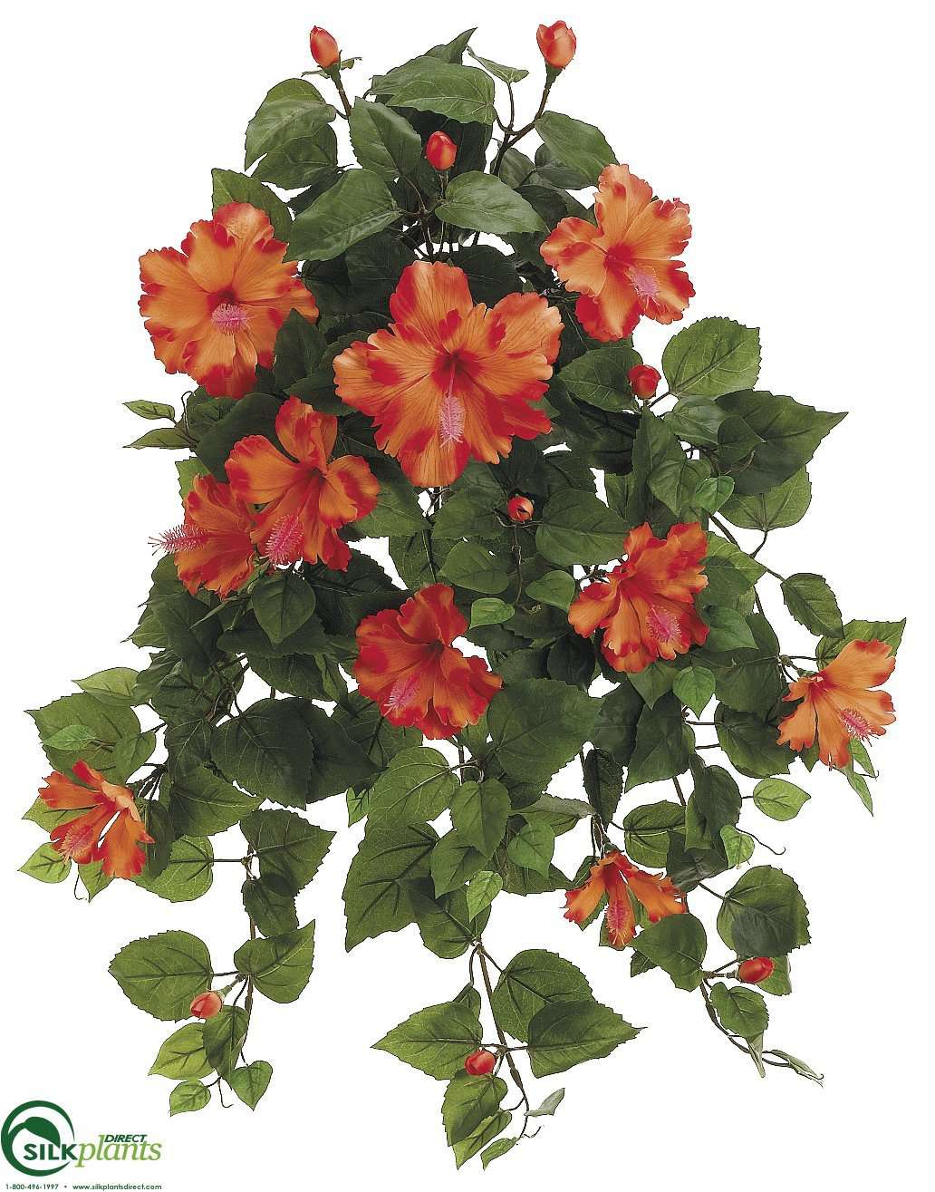 hanging plant orange flowers Hibiscus Hanging Bush - Orange - Pack of 4 - (CRO-612HBFS)