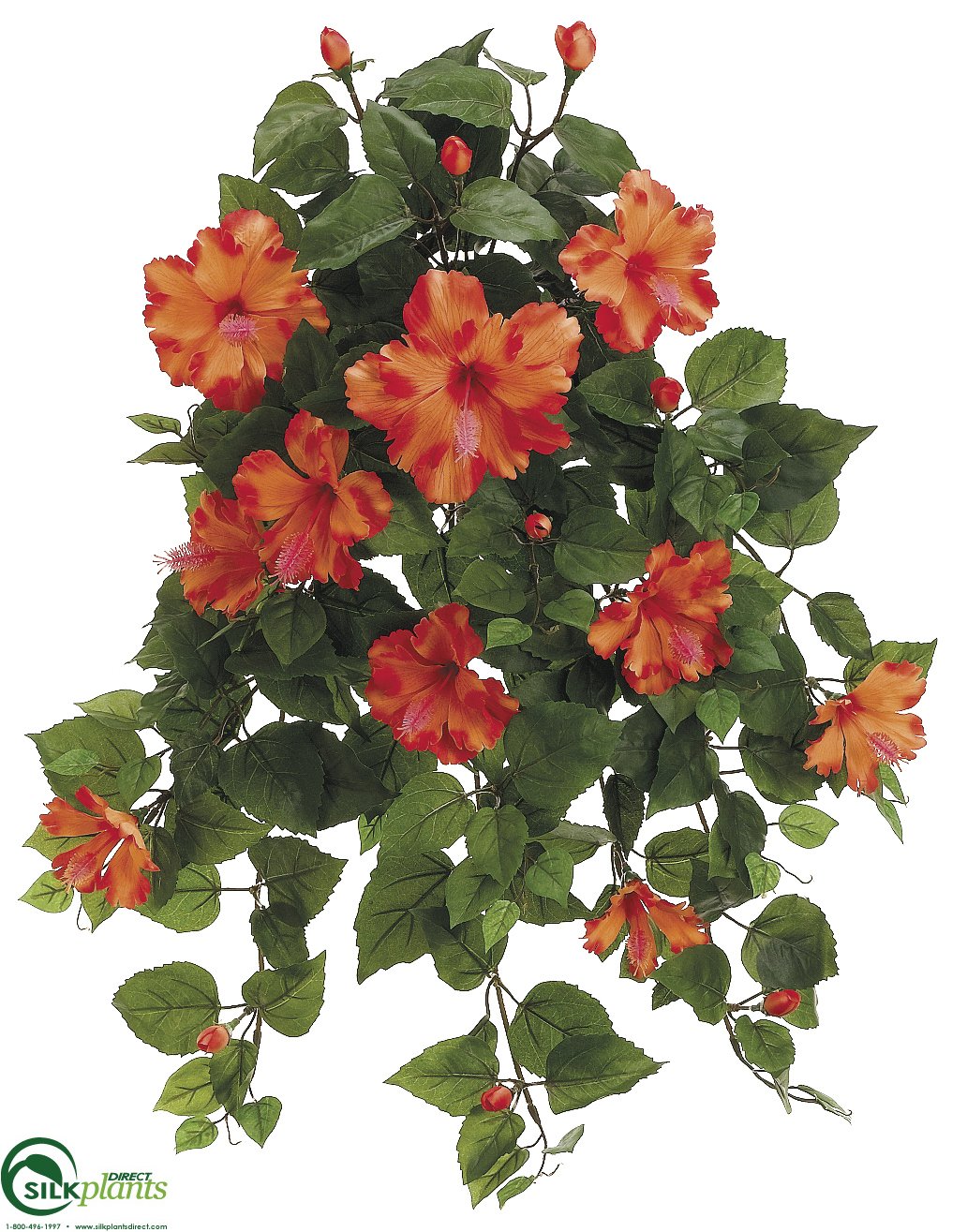 hanging bush plant Hibiscus Hanging Bush - Yellow - Pack of 4 - (CEY-612HBFS)