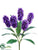 Hyacinth Bush - Blue Helio Beauty Cream Purple Two Tone - Pack of 12