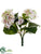 Hydrangea Bush - Cream Mauve - Pack of 12