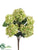 Hydrangea Bush - Cream Green - Pack of 6