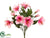 Hibiscus Bush - Pink - Pack of 12
