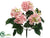 Hydrangea Bush - Pink Two Tone - Pack of 12