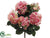 Hydrangea Bush - Pink Two Tone - Pack of 12