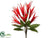 Heliconia Bush - Red - Pack of 6