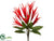 Heliconia Bush - Red - Pack of 6