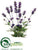 Spanish Lavender Bush - Purple - Pack of 12