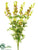 Larkspur Bush - Green Lavender - Pack of 6