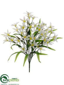 Nerine Lily Bush - Cream - Pack of 12