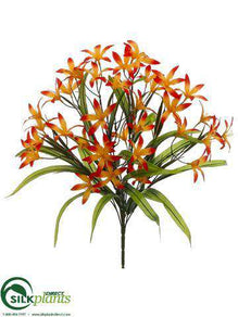 Nerine Lily Bush - Flame Yellow - Pack of 12