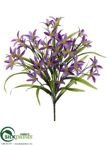 Nerine Lily Bush - Purple Lavender - Pack of 12