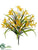 Nerine Lily Bush - Yellow - Pack of 12