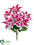 Lily Bush - Rubrum - Pack of 12