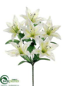 Tiger Lily Bush - Cream - Pack of 24