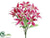 Large Lily Bush - Rubrum - Pack of 12