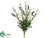 Lavender, Rosemary Bush - Purple Lavender - Pack of 12