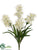 Spider Lily Bush - Cream - Pack of 12