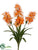Spider Lily Bush - Orange Two Tone - Pack of 12