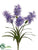 Spider Lily Bush - Purple Two Tone - Pack of 12
