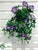 Outdoor Morning Glory Hanging Bush - Purple - Pack of 12