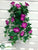 Outdoor Morning Glory Hanging Bush - Violet - Pack of 12