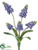 Muscari Bush - Lavender - Pack of 24