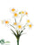 Narcissus Bush - White Yellow - Pack of 36