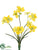 Narcissus Bush - Yellow - Pack of 36