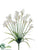 Narcissus Bush - Cream White - Pack of 12