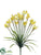 Narcissus Bush - Yellow - Pack of 12