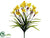 Narcissus Bush - Yellow Gold - Pack of 12