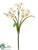 Narcissus Bush - White Orange - Pack of 12