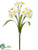 Narcissus Bush - White Yellow - Pack of 12