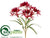 Nerine Lily Bush - Red - Pack of 12