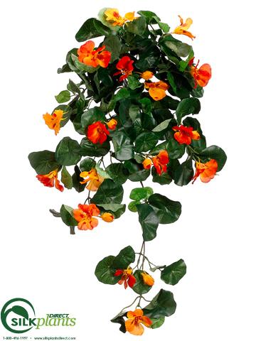 nasturtium hanging plant Nasturtium Hanging Bush - Orange - Pack of 12 - (CRO-977NBFS)