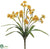 Narcissus Bush - Yellow - Pack of 12