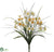 Narcissus Bush - White Yellow - Pack of 12