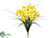Narcissus Bush - Yellow Yellow - Pack of 12
