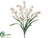 Dancing Orchid Bush - White - Pack of 24