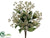 Ornithogalum Bush - Cream - Pack of 12