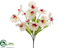 Phalaenopsis Orchid Bush - Beauty Cream - Pack of 24