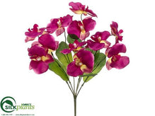 Phalaenopsis Orchid Bush - Violet - Pack of 24
