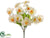 Phalaenopsis Orchid Bush - Yellow Cream - Pack of 24