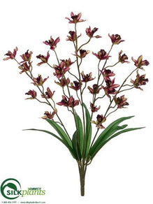 Cymbidium Orchid Bush - Orchid - Pack of 12